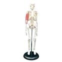 小型人体骨格模型（筋肉付）CT－M
