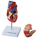 心臓の構造模型