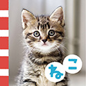 ＮＥＷてのひらしゃしんえほん ねこ