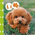 ＮＥＷてのひらしゃしんえほん いぬ