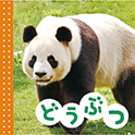 ＮＥＷてのひらしゃしんえほん どうぶつ